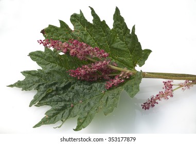 Medicinal Rhubarb; Rheum Palmatum; 