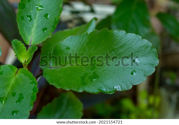 Medicinal Use Patharchatta Kalanchoe Pinnata Stock Photo 2021554721 