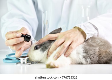 Medicine Or Cosmetics Beauty Product Research, Scientist Testing Drug In Rabbit Animal Eyes, Drug Research And Development Concept.