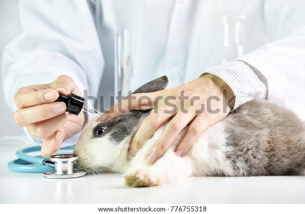 Medicine or cosmetics beauty product research,\
Scientist testing drug in rabbit animal eyes, Drug research and\
development concept.