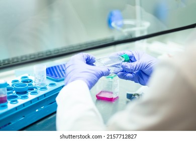 medicine and medical laboratory cell culturing at the safety cabinet  - Shutterstock ID 2157712827