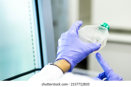 medicine and medical laboratory cell culturing at the safety cabinet  - Shutterstock ID 2157712833
