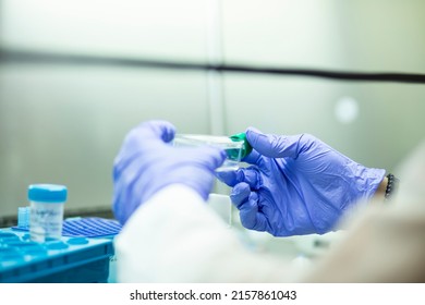 medicine and medical laboratory cell culturing at the safety cabinet  - Shutterstock ID 2157861043