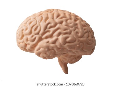 Medicine, neuroscience and brain physiology concept with a medical leaning model of a brain isolated on white background with a clipping path cutout - Shutterstock ID 1093869728