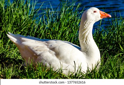 Medicine Park Oklahoma / United States - April 19, 2019: Close up of a Emden Goose or domestic goose in Medicine Park, Oklahoma just outside of Lawton, OK.