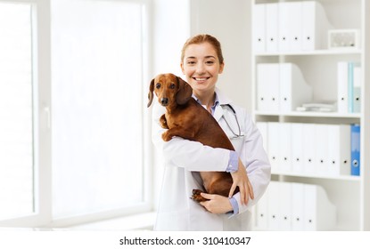 Medicine, Pet, Animals, Health Care And People Concept - Happy Veterinarian Or Holding Dachshund Dog At Vet Clinic