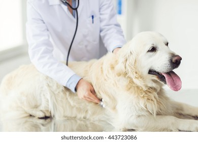 medicine, pet, animals, health care and people concept - close up of veterinarian or doctor with stethoscope checking up golden retriever dog at vet clinic - Powered by Shutterstock