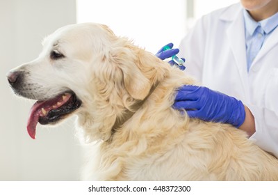 medicine, pet, animals, health care and people concept - close up of veterinarian doctor with syringe making vaccine injection to golden retriever dog at vet clinic - Powered by Shutterstock