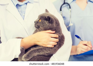 Pet Care Vet Stock Photos Images Photography Shutterstock