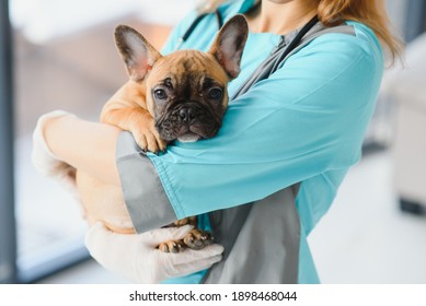 Medicine, Pet Care And People Concept - Close Up Of French Bulldog Dog And Veterinarian Doctor Hand At Vet Clinic - Image