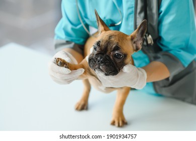 Medicine, Pet Care And People Concept - Close Up Of French Bulldog Dog And Veterinarian Doctor Hand At Vet Clinic - Image