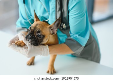 Medicine, Pet Care And People Concept - Close Up Of French Bulldog Dog And Veterinarian Doctor Hand At Vet Clinic - Image