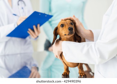 Dog Doctor Hd Stock Images Shutterstock