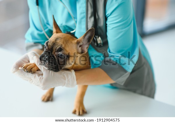 medicine,\
pet care and people concept - close up of french bulldog dog and\
veterinarian doctor hand at vet clinic -\
Image