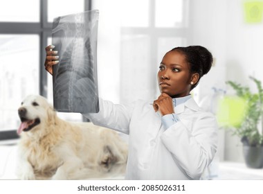 Medicine, Pet And Healthcare Concept - Female Veterinarian Doctor Looking At Animal's X-ray Over Vet Clinic Office Background