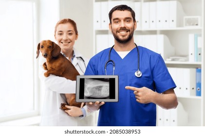 Medicine, Pet And Healthcare Concept - Happy Smiling Doctors Or Veterinarians With Dachshund Dog Showing X-ray On Tablet Pc Computer Over Vet Clinic Office Background