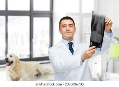 Medicine, Pet And Healthcare Concept - Middle Aged Male Veterinarian Doctor Looking At Animal's X-ray Over Vet Clinic Office Background