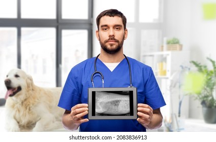 Medicine, Pet And Healthcare Concept - Veterinarian Doctor Showing Animal's X-ray On Tablet Pc Computer Over Vet Clinic Office Background