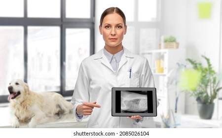 Medicine, Pet And Healthcare Concept - Veterinarian Doctor Showing Animal's X-ray On Tablet Pc Computer Over Vet Clinic Office Background