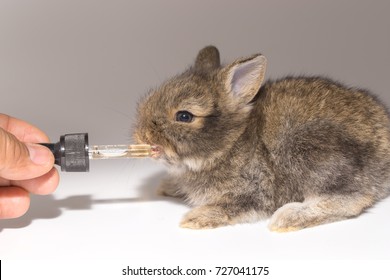 Medicine or vitamin for baby brown rabbit with medical dropper - Shutterstock ID 727041175