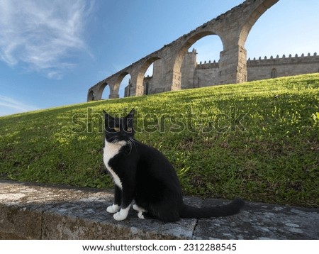 Medieval monastery of Santa Clara cat, Vila do Conde, Portugal