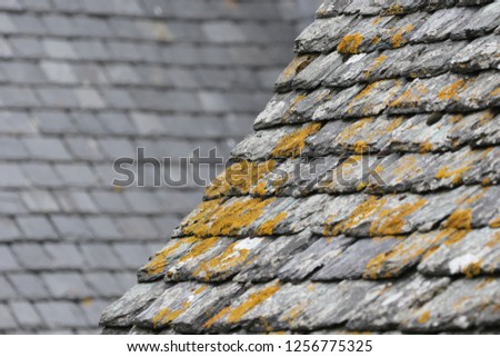 Similar – Image, Stock Photo even slower Moss Lichen