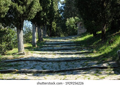 Medieval Tuscan Forest Road Lined With Cypress Trees 
