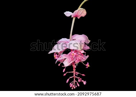 Medinilla magnifica, the showy medinilla or rose grape. This plant is also known as the Philippine orchid and it is an epiphyte. The flower isolated on the black background. Selective focus.