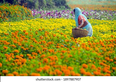 Medinipore West Bengal India On 19th January 2020 :Picture Of A Marigold Field In Rural Medinipur. In The Afternoon, A Female Flower Grower Is Busy Picking Marigold Flowers In The Marigold Field.