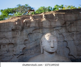 The meditating Buddha and instant gratification monkey. Rest and emotions.  - Shutterstock ID 1371149210