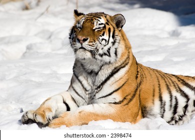 Meditating siberian tiger on snow background. Like a Sphinx. Winter. - Powered by Shutterstock