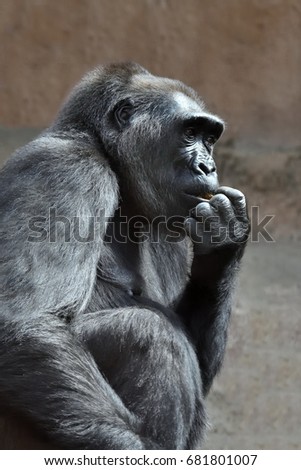 Similar – Image, Stock Photo gorilla Monkeys Gorilla