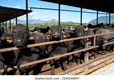 Mediterranea Italiana black buffalo raised on Italian cheese farm for production of buffalo milk used to make buffalo mozzarella, Mozzarella di Bufala Campana of Campania, burrata, cheeses and yoghurt