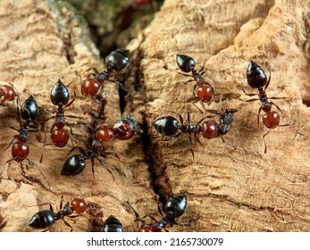 	
				Mediterranean Acrobat Ant. Crematogaster scutellaris 