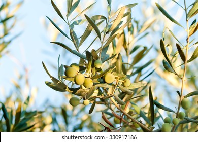 At Mediterranean & Aegean; Olive Is Gold. It's A CULTURE. A Culture Only Who Lives It, Will Fully Understand The Beauty And Importance.