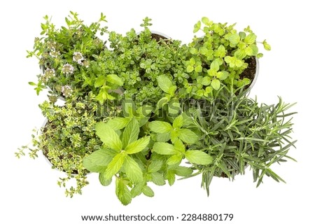 Mediterranean and aromatic culinary herbs, in gray plastic pots for replanting. Winter savory, lemon thyme, oregano in the first, lemon thyme, mint and rosemary in the second row, isolated from above.