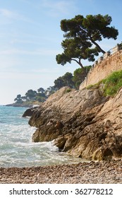 Mediterranean Coast And Sea With Maritime Pine, French Riviera