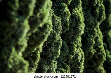 Mediterranean Cypress Tree Foliage