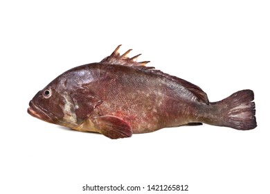 Mediterranean Fish - Cernia 