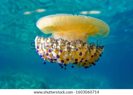 Mediterranean Fried Egg Jellyfish - Cotylorhiza tuberculata. Blue waters.