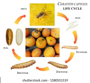 5,437 Life Cycle Fly Images, Stock Photos & Vectors | Shutterstock