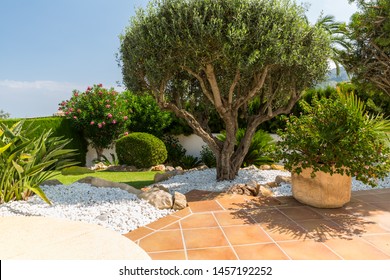 Mediterranean Garden With Olive Tree, Plants And Garden Path