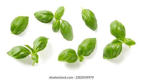 Mediterranean herbs: fresh basil. set of six isolated leaves, twigs and tips over a white background, subtle natural shadows, top view, flat lay - Shutterstock ID 2302939979