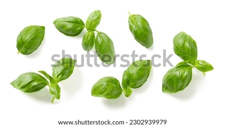 Mediterranean herbs: fresh basil. set of six isolated leaves, twigs and tips over a white background, subtle natural shadows, top view, flat lay