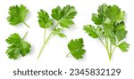 Mediterranean herbs and spices: set of fresh, healthy parsley leaves, twigs, and a small bunch isolated over a white background, cooking, food or diet and nutrition design elements