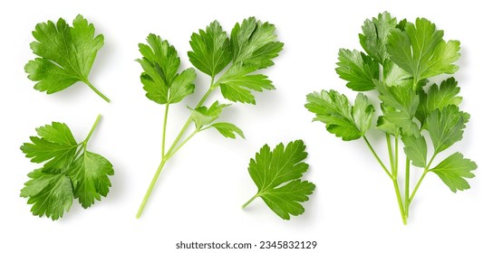 Mediterranean herbs and spices: set of fresh, healthy parsley leaves, twigs, and a small bunch isolated over a white background, cooking, food or diet and nutrition design elements - Shutterstock ID 2345832129