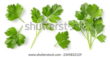 Mediterranean herbs and spices: set of fresh, healthy parsley leaves, twigs, and a small bunch isolated over a white background, cooking, food or diet and nutrition design elements