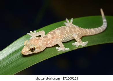 Mediterranean House Gecko - Hemidactylus Turcicus