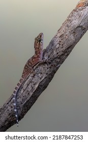 Mediterranean House Gecko - Hemidactylus Turcicus