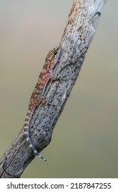 Mediterranean House Gecko - Hemidactylus Turcicus